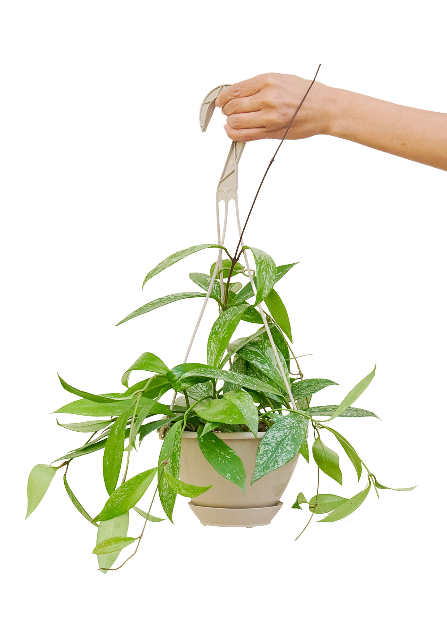 Hoya 'Silver Splash', Hanging Basket