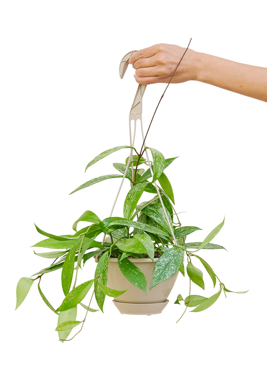 Hoya 'Silver Splash', Hanging Basket