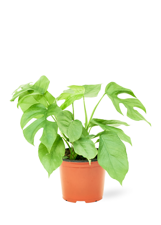 Mini Monstera, Medium