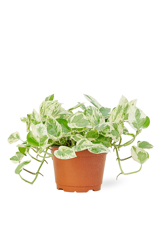 Pothos 'Pearls and Jade', Medium