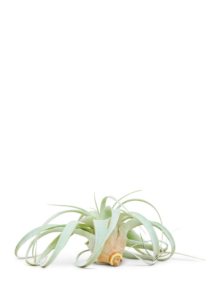 King of Air Plants, Medium