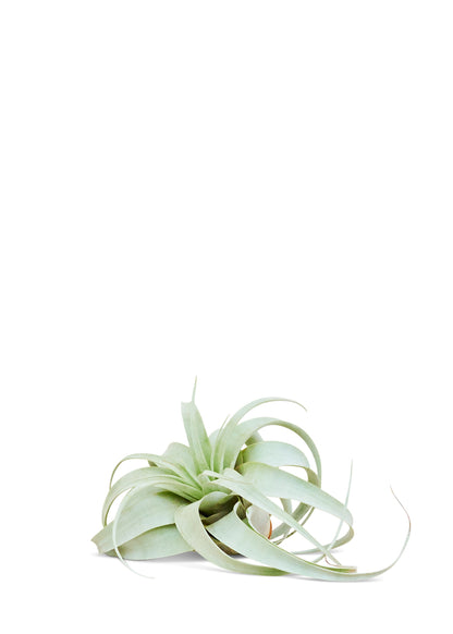 King of Air Plants, Medium