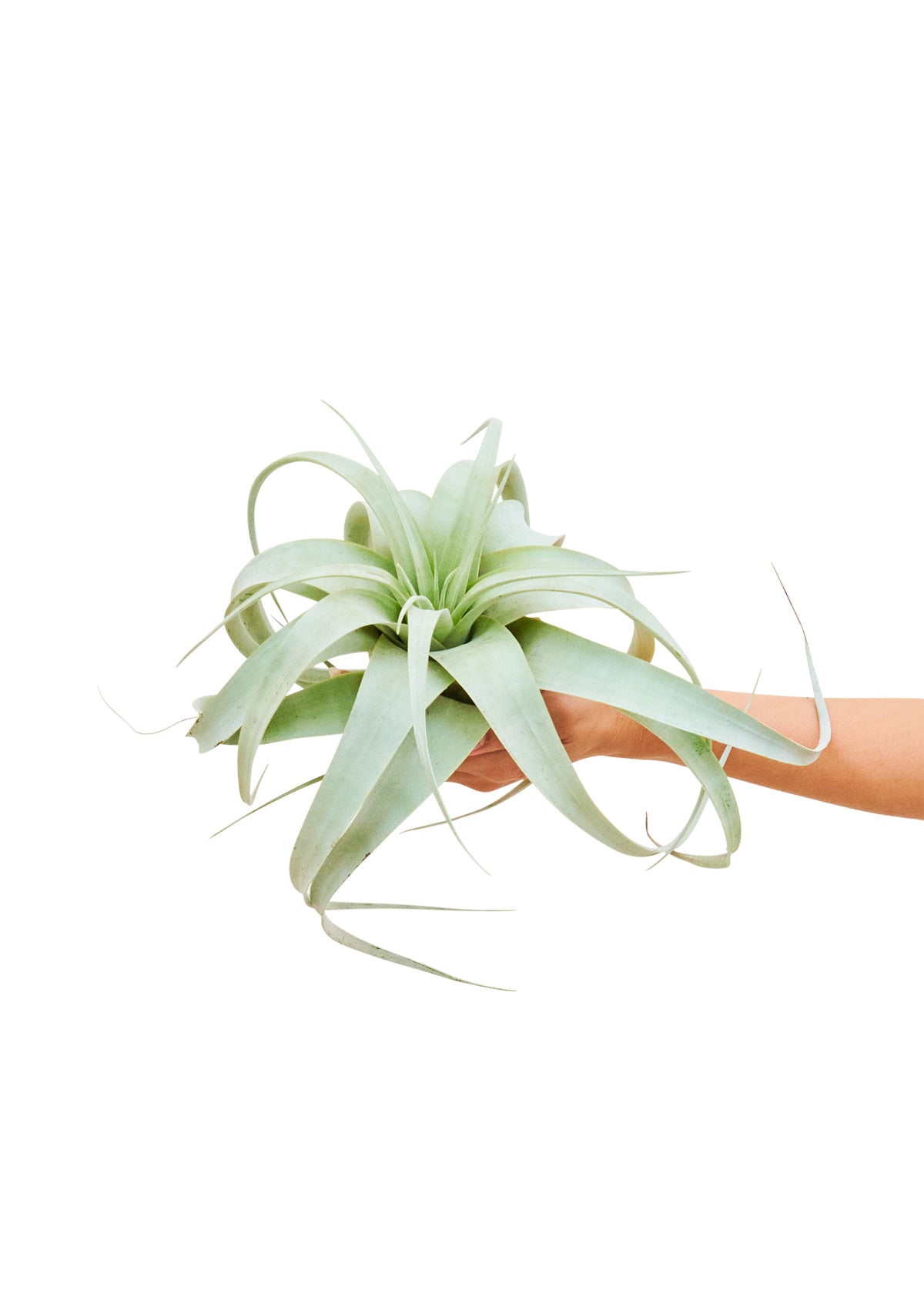 King of Air Plants, Medium